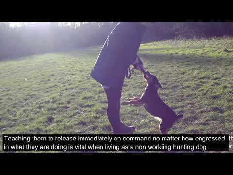 DogWalkersN8 Training with Paula Certified Behaviour Consultant (CBCC-KA) video.