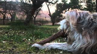 Video Čaj na ex - Pan Fialka - Deset věcí (2012)