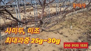 묘목 발송시기,전정시기, 방법 ,품종 등등 이런저런 얘기들