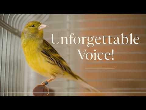 Your Canary Will Start Singing Immediately! Just Play This Song
