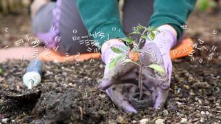 Get Your Garden in Shape Immediately by Hiring Handy Gardeners Ltd