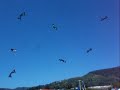 iQuad Bohemian Trick Kite Flying (Tearon) - Známka: 1, váha: střední
