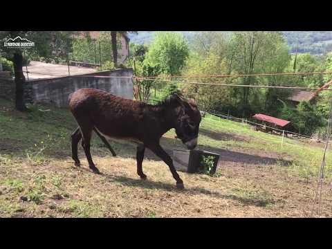 Asini a cinque gambe