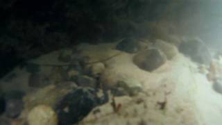 preview picture of video 'Found an Octopus while tide pooling at Leo Cabrillo State Park'