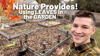 Transforming Leaves into Nutrient Rich Garden Soil! 🍁