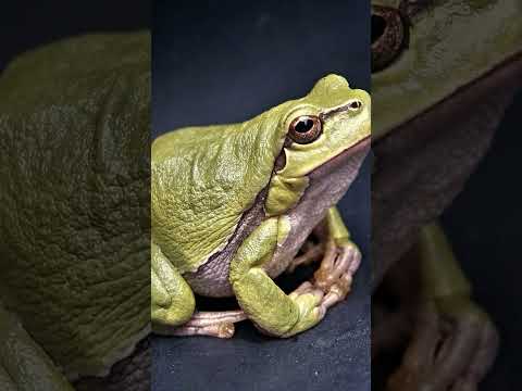 Galpagos-Inseln, Ecuador