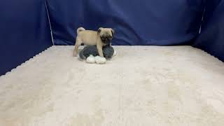 パグの動画01