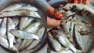 Fish🐠 🐟 cleaning.....