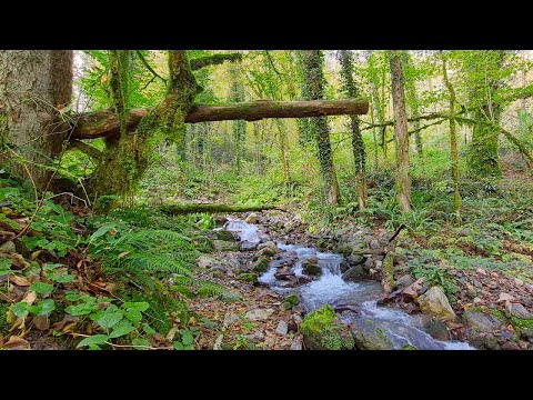 Ruisseau de montagne tendre sans oiseaux. 10 heures pour se détendre, étudier et dormir.