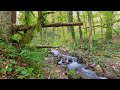 Gentle mountain stream without birds. 10 hours for relaxation, study and sleep.