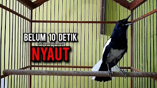 Download lagu SUARA BURUNG kacer gacor NGEPLONG tarung ini paling ampuh buat PANCINGAN KACER agar EMOSI NYAUT mp3