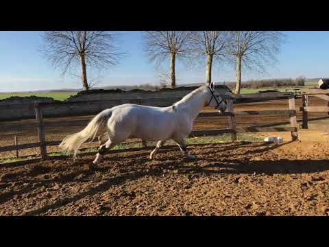 Zimba - KWPN Caballo de Deporte Neerlandés 2004 por BIOTOP