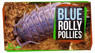 The Horrible Reason Rolly Pollies are Sometimes Blue