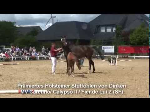 Prämiertes Holsteiner Stutfohlen von Dinken