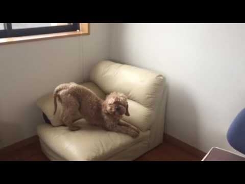 会計学科 愛犬やまと何をしているんですか？大丈夫？