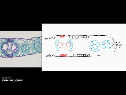 Monocot Leaf Cross Section Zea Mays