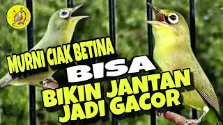 Download lagu Ciak betina pancing jantan ampuh cepat bikin gacor ‼️ Lombok Kecial Kuning mp3