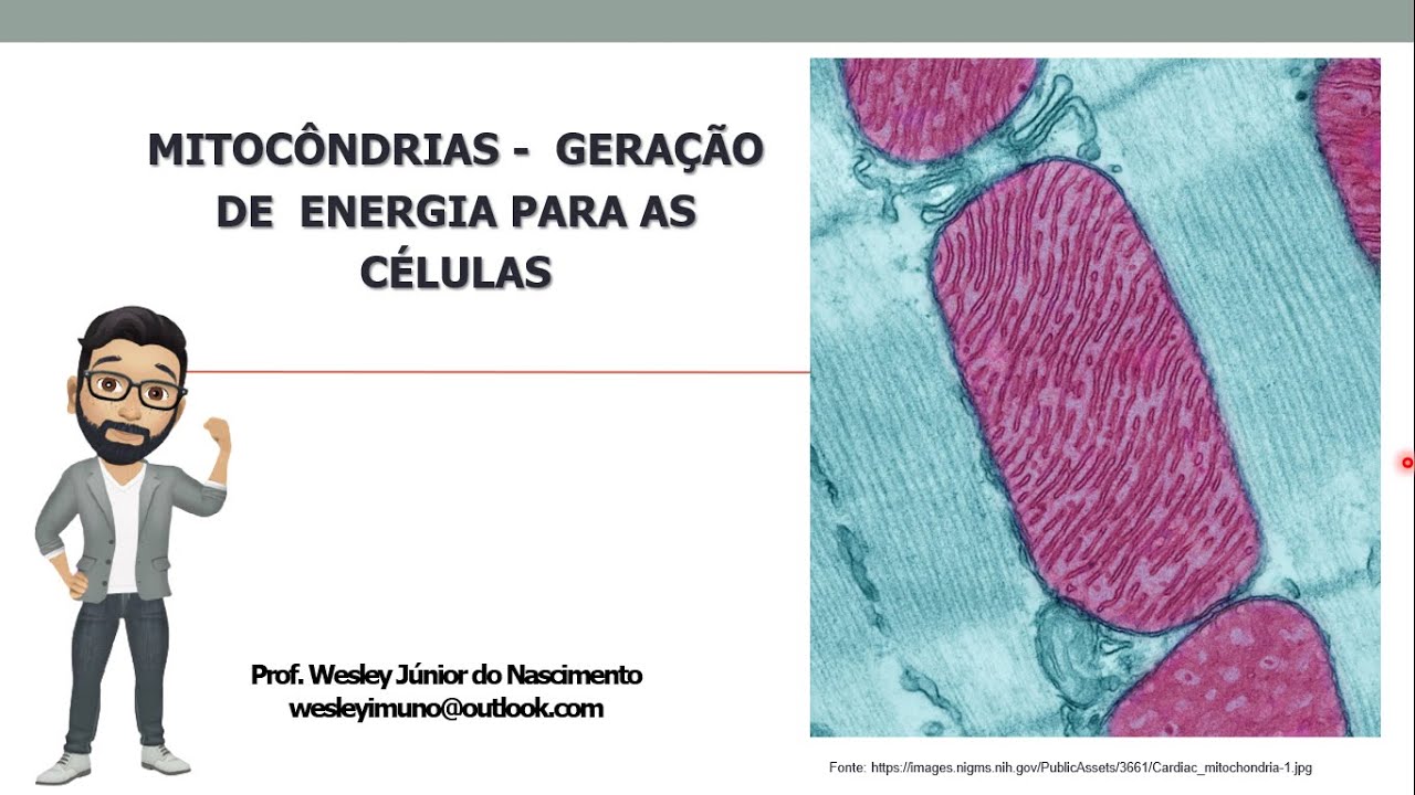 Biologia Celular- Ensino Superior- Aula 16: Mitocôndria em uma análise mais completa