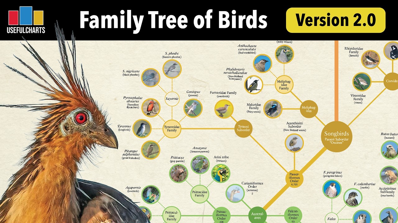 Family Tree of Birds Version 2.0