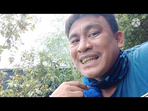 MUKBANG FRUITS FRESH FROM THE FARM