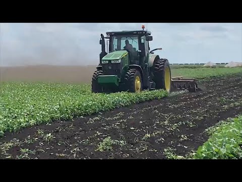 コロナウイルスが農家に作物の破壊を迫る理由 (Why Coronavirus is Forcing Farmers to Destroy Their Crops)