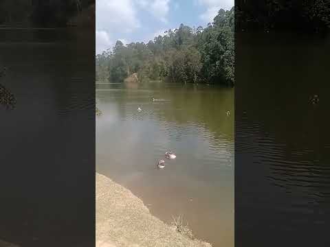 👨‍👩‍👧‍👦Embu das Artes Parque Francisco Rizzo Ideal Para Passeios e Piqueniques🌸🦆💧🌊🏞️🌿🌳🌲🌸🌼🌺🍃🌷🪷💦🌅🦢🌱🌻🌹🌾