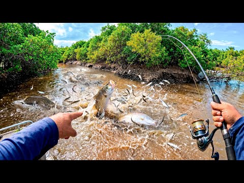 INSANE Giant Fish Feeding Frenzy!