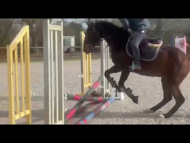 Merrie Selle Fran&ccedil;ais Te koop 2022 Donker bruin / bai ,  Atome des Etisses