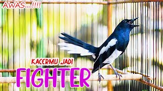 Download lagu KACER NGEPLAY GACOR MATERI MEWAH, BIKIN KACER LAIN RAJIN BUNYI DAN FIGHTER mp3 Download lagu KACER NGEPLAY GACOR MATERI MEWAH, BIKIN KACER LAIN RAJIN BUNYI DAN FIGHTER mp3
