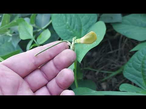 Pros & Cons of Cow Peas