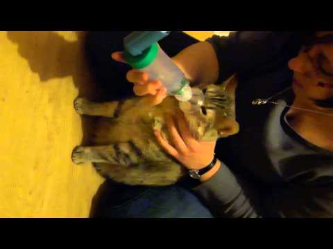 comment guerir coryza chat