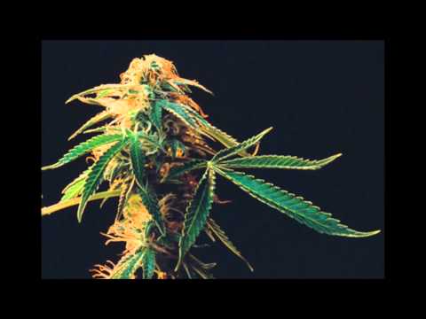 KeeF x JaCenty - Marzyciel (prod. JaCenty)