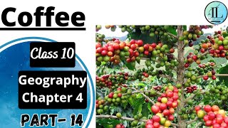 Coffee | Food Crops other than Grains | Agriculture | Class 10 Geography Chapter 4 | NCERT UPSC