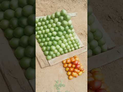 Distrito de catingal. município de  Manoel Vitorino bahia.