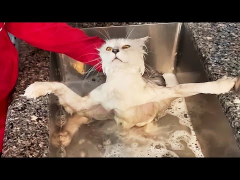 #33 Die besten Videos 2025 || ✪ Stern DuTube