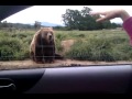 Friendly Bear Waves to People