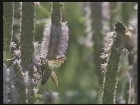 Islam Cuda Koranu 2 po polsku