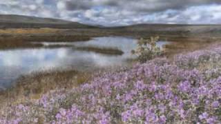 Umbrellas in the Rain.wmv