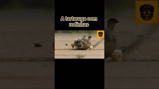 #tartaruga #animais #caridade #curiosidade