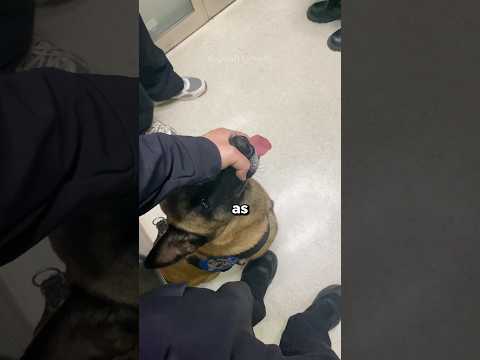 This K9 had a very uncomfortable moment 😆 #shorts