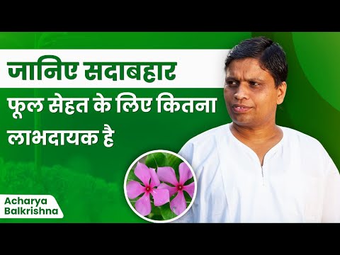 Know how beneficial the evergreen flower is for health || Acharya Balkrishna