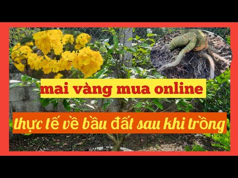 mai vàng mua online ( thực tế về bầu đất sau khi trồng 5 tháng )