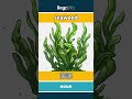 seaweed - 海藻 video thumbnail
