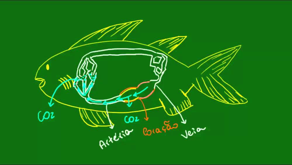 Sistemas circulatório e excretor dos Osteíctes - Vertebrados - Biologia