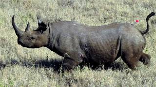 17 Recently Extinct Animals