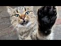 Hungry Cute Tabby Cat Meows And Asks For Food Cat Rescue