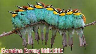 Download lagu Suara Burung kirik kirik Senja  Ribut Di Alam bebas mp3