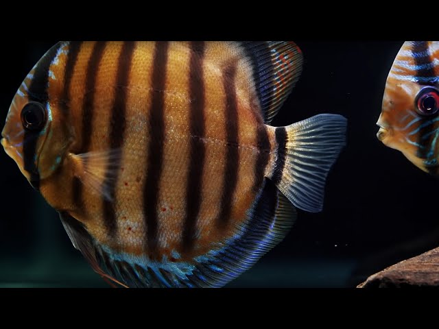 Wild Caught Discus Care with a Master Breeder