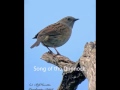 The Song Of A Dunnock,( Hedge Sparrow) By BJHunter  (c)