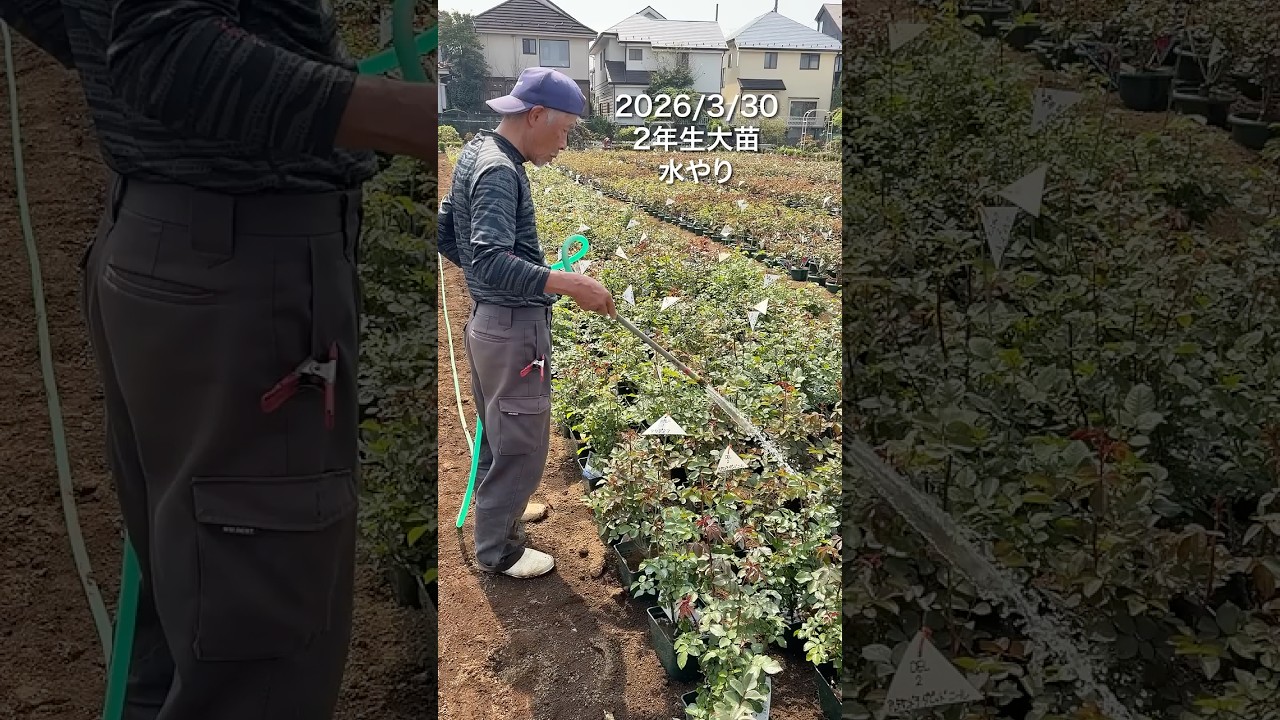 【作業風景】26/3/30  2年生大苗の水やり　#バラ苗　#東久留米市　#篠宮バラ園　#生産農家